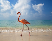 Pink Flamingo wallpaper 220x176