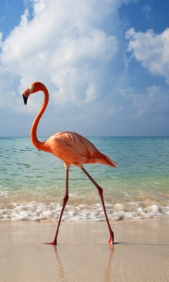 Pink Flamingo wallpaper 240x400