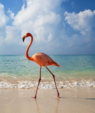 Pink Flamingo - Fondos de pantalla gratis para Nokia C1-01