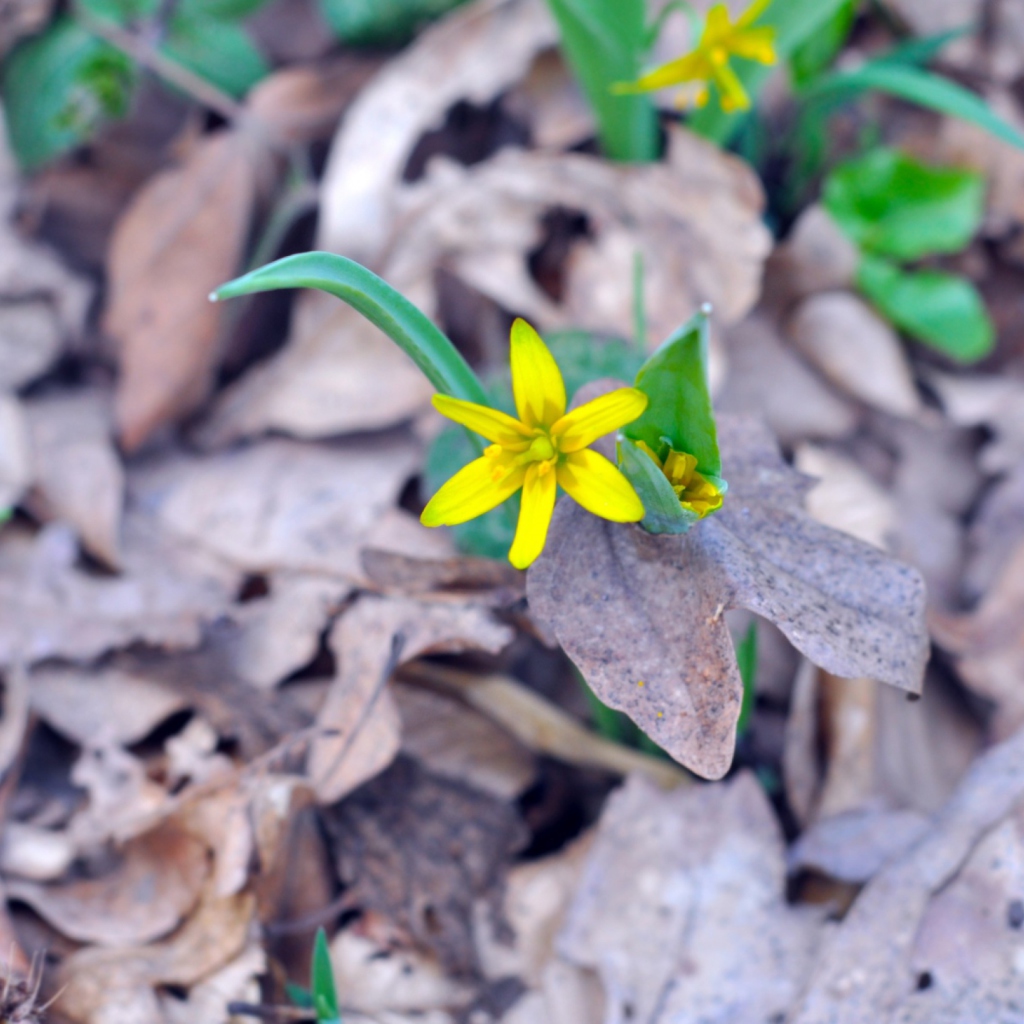 Fondo de pantalla Little Yellow Flower 1024x1024