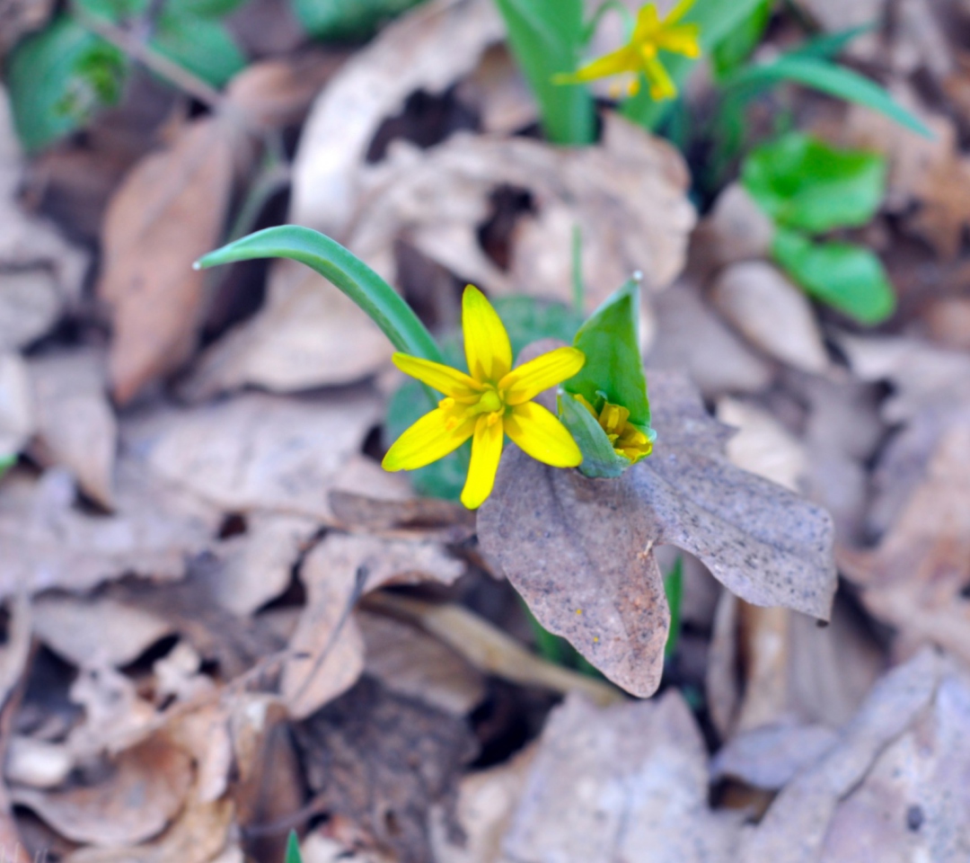 Sfondi Little Yellow Flower 1080x960