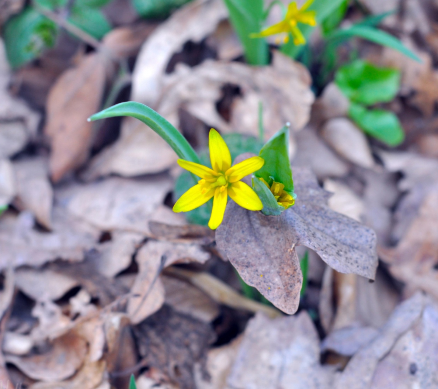 Little Yellow Flower wallpaper 1440x1280