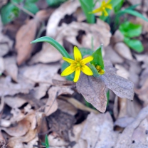 Sfondi Little Yellow Flower 208x208