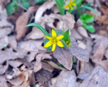 Обои Little Yellow Flower 220x176