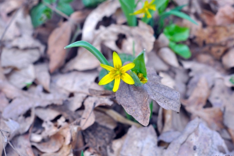 Sfondi Little Yellow Flower 480x320