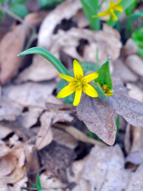 Das Little Yellow Flower Wallpaper 480x640