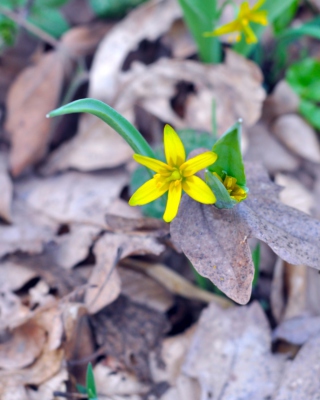 Little Yellow Flower - Obrázkek zdarma pro 640x960