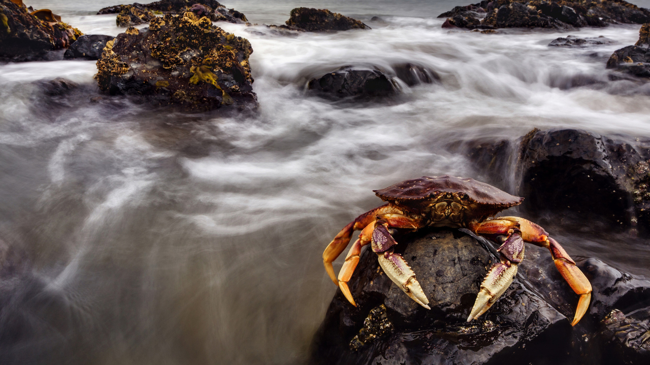 Das Crab At Ocean Rocks Wallpaper 1280x720