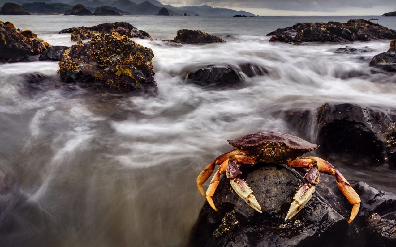 Das Crab At Ocean Rocks Wallpaper 1280x800