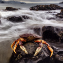 Fondo de pantalla Crab At Ocean Rocks 128x128
