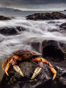 Обои Crab At Ocean Rocks 132x176