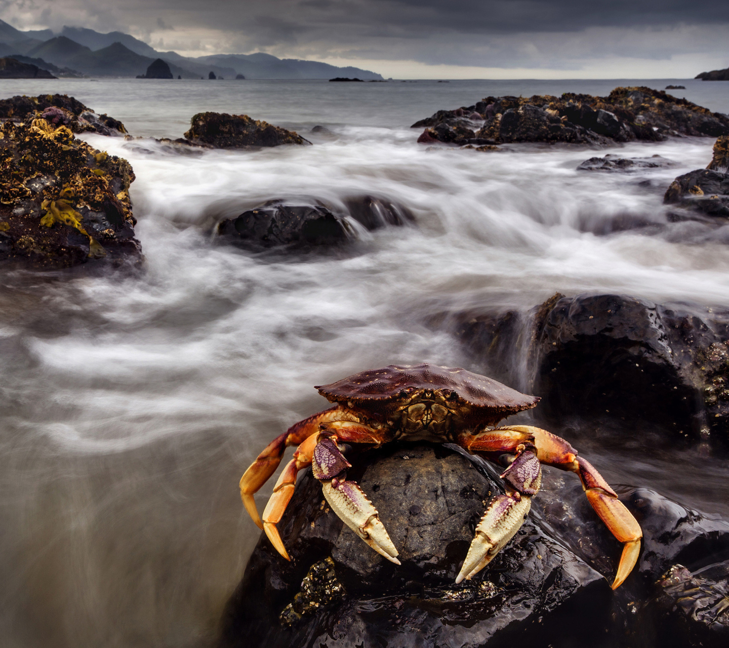 Crab At Ocean Rocks wallpaper 1440x1280