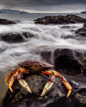 Crab At Ocean Rocks wallpaper 176x220