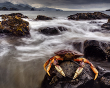 Crab At Ocean Rocks wallpaper 220x176