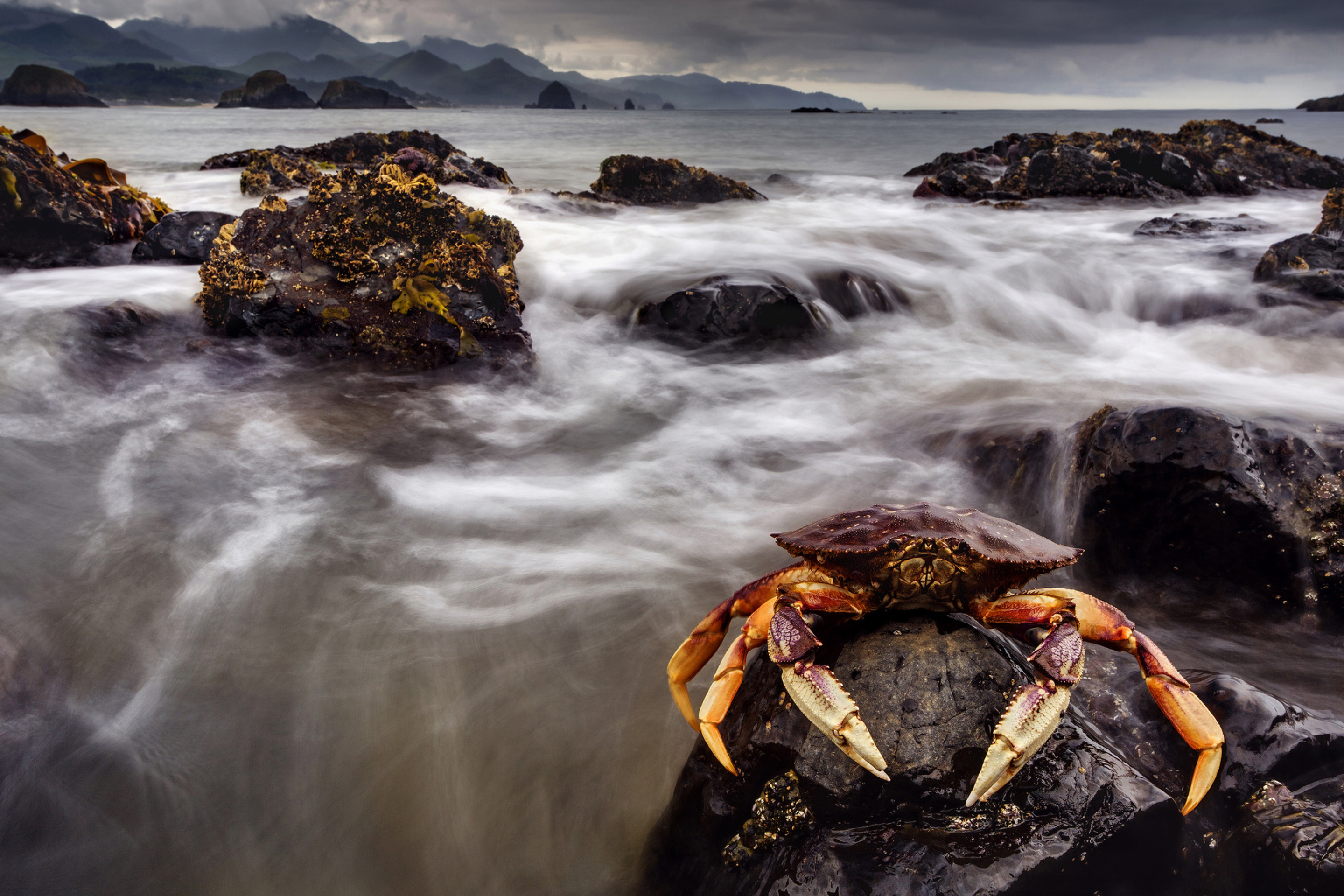 Обои Crab At Ocean Rocks 2880x1920