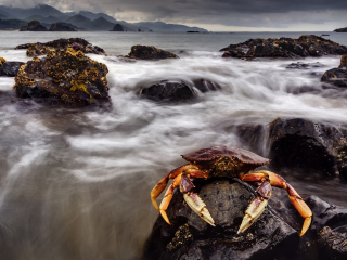 Обои Crab At Ocean Rocks 320x240