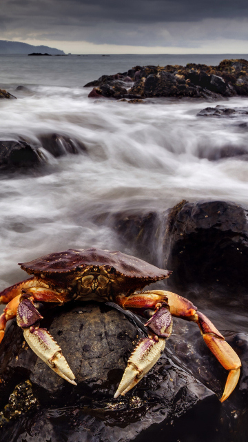 Fondo de pantalla Crab At Ocean Rocks 360x640