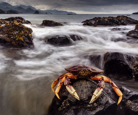 Das Crab At Ocean Rocks Wallpaper 480x400