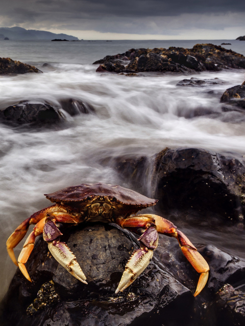 Обои Crab At Ocean Rocks 480x640