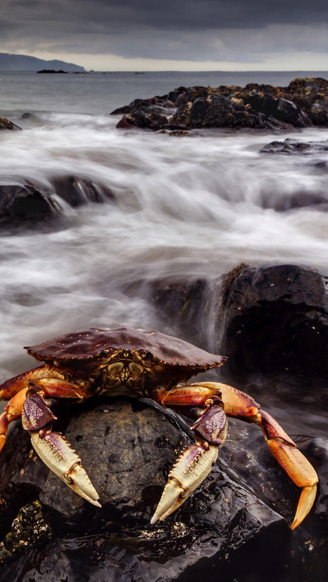 Crab At Ocean Rocks wallpaper 640x1136