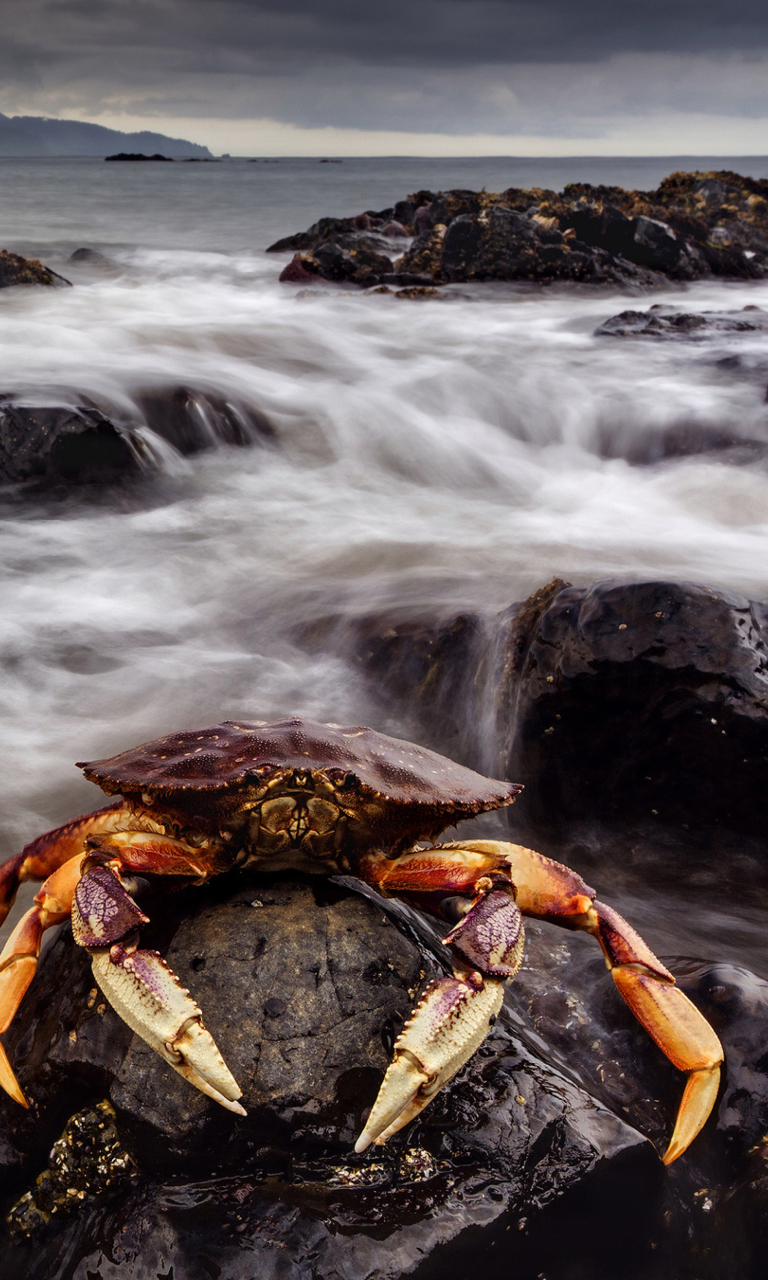 Sfondi Crab At Ocean Rocks 768x1280