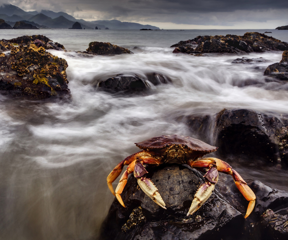 Обои Crab At Ocean Rocks 960x800
