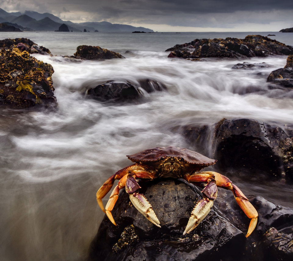 Обои Crab At Ocean Rocks 960x854