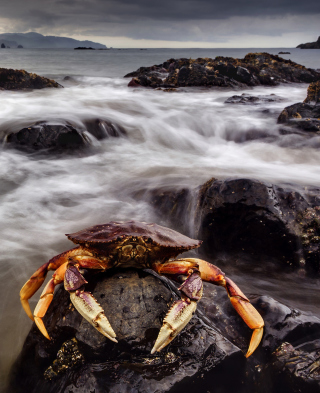 Crab At Ocean Rocks papel de parede para celular para iPhone 3G