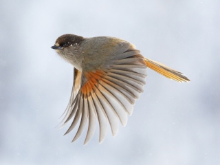 Flying Bird screenshot #1 320x240