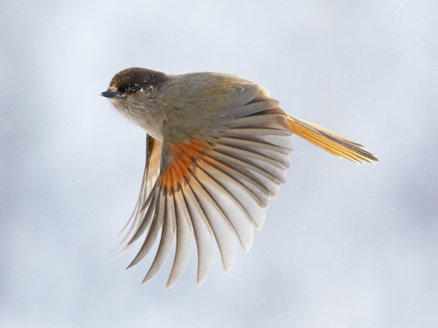 Flying Bird screenshot #1 640x480