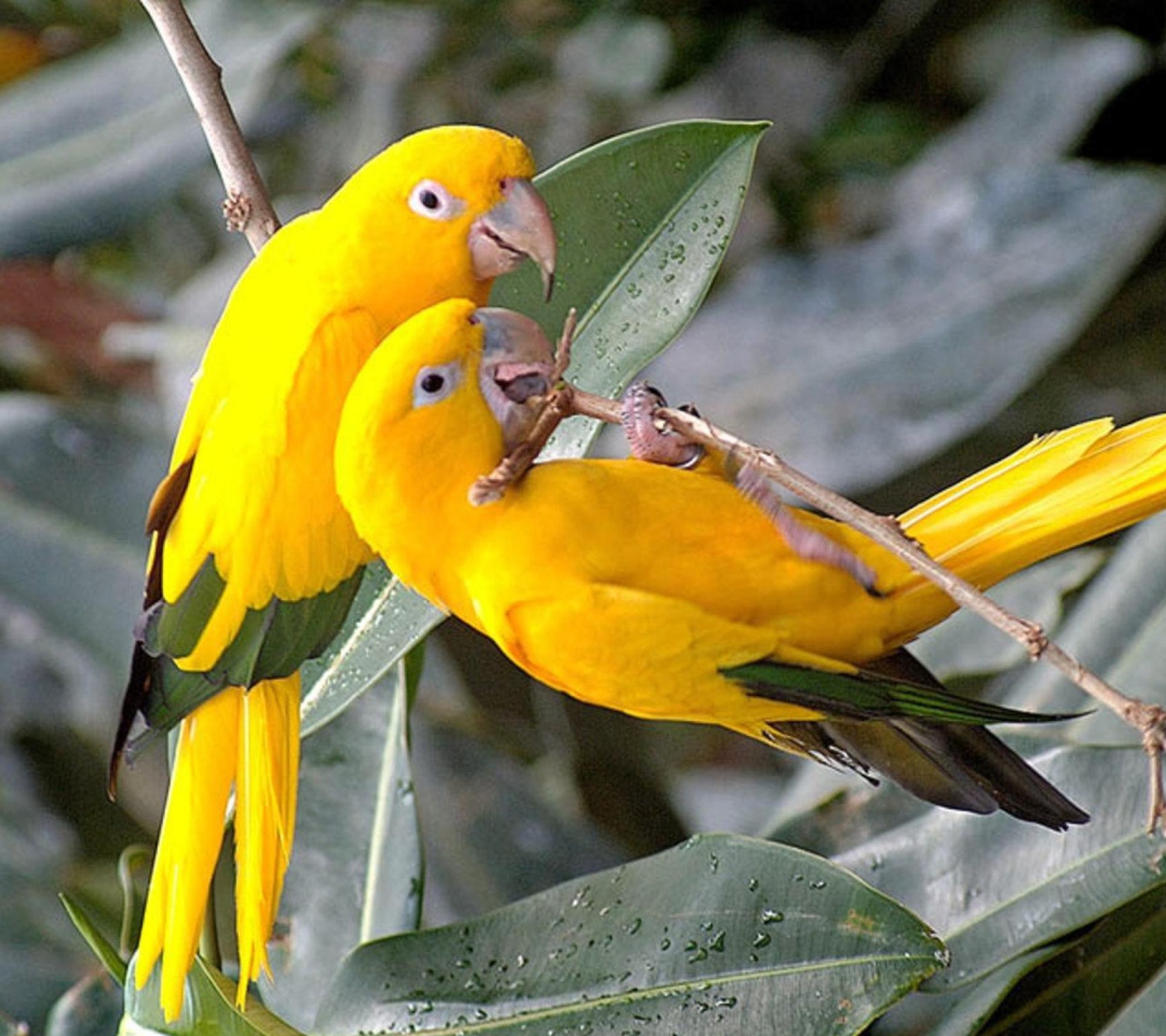 Обои Birds Parrots 1080x960