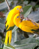 Birds Parrots wallpaper 128x160