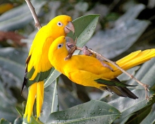 Обои Birds Parrots 220x176
