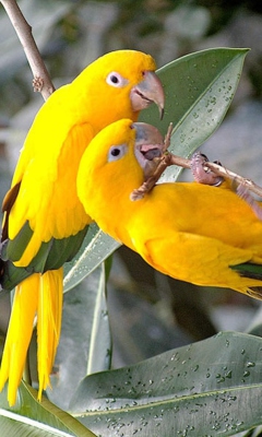 Обои Birds Parrots 240x400