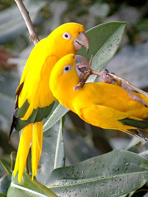 Обои Birds Parrots 480x640