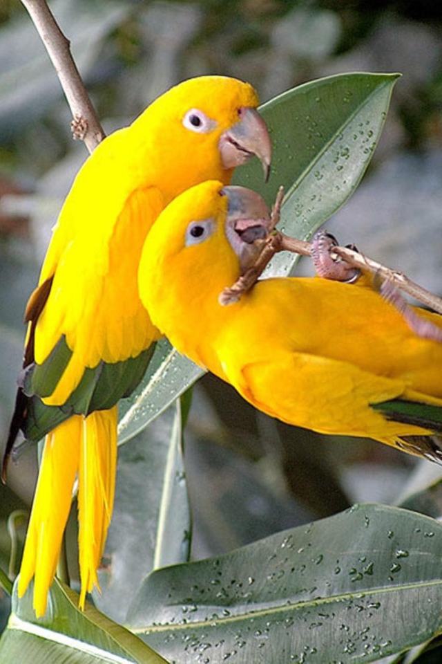 Birds Parrots screenshot #1 640x960