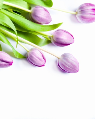 Spring Bouquet - Fondos de pantalla gratis para Samsung Dash