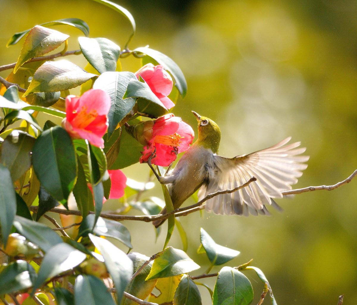 Screenshot №1 pro téma Bird Flying 1200x1024