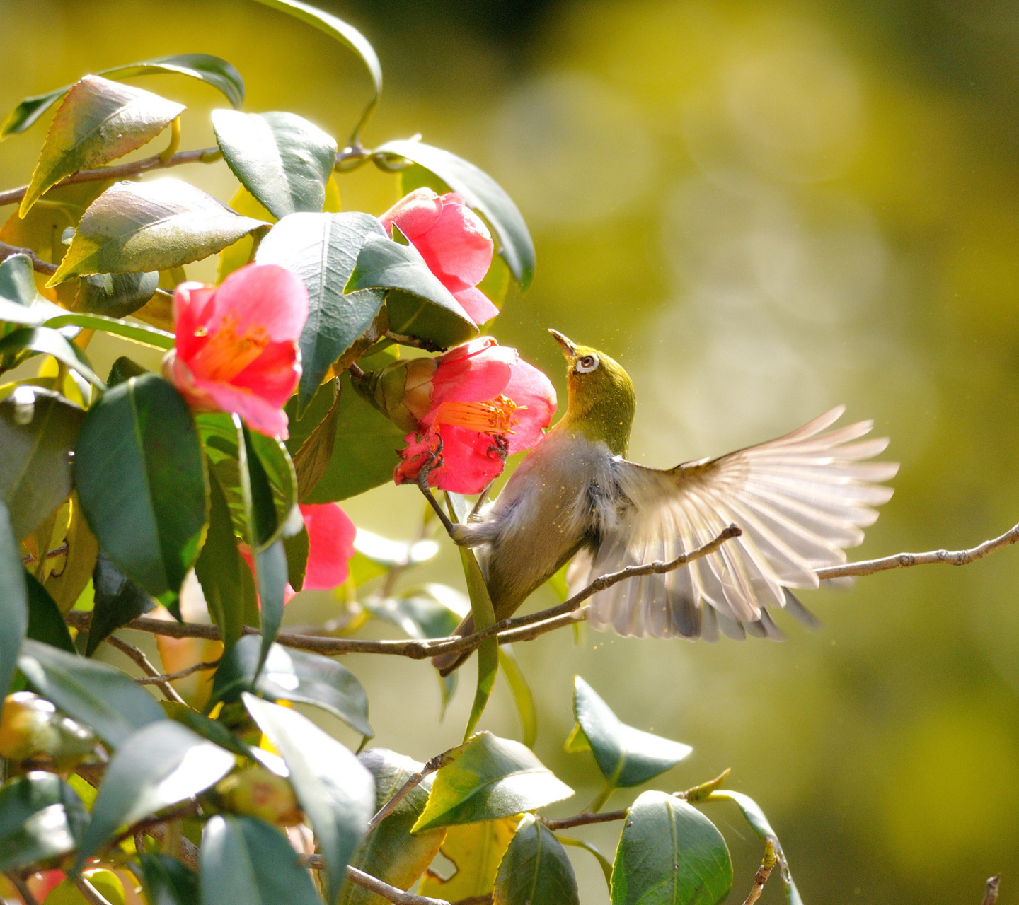 Sfondi Bird Flying 1440x1280