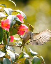 Bird Flying wallpaper 176x220