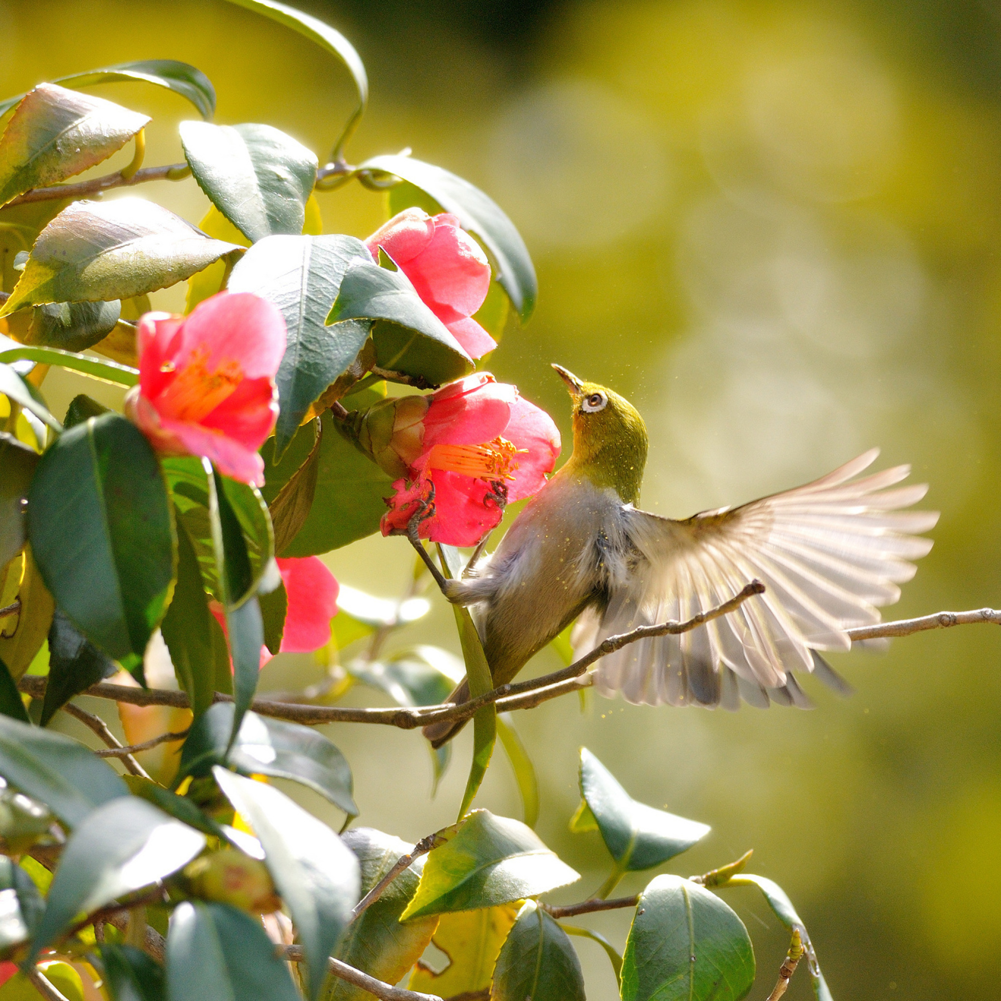 Das Bird Flying Wallpaper 2048x2048