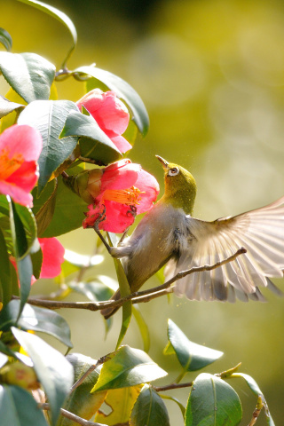 Bird Flying wallpaper 320x480