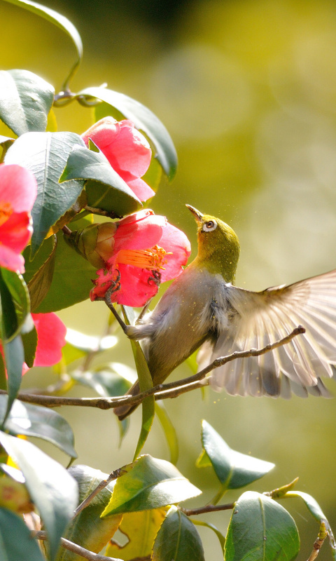 Das Bird Flying Wallpaper 480x800