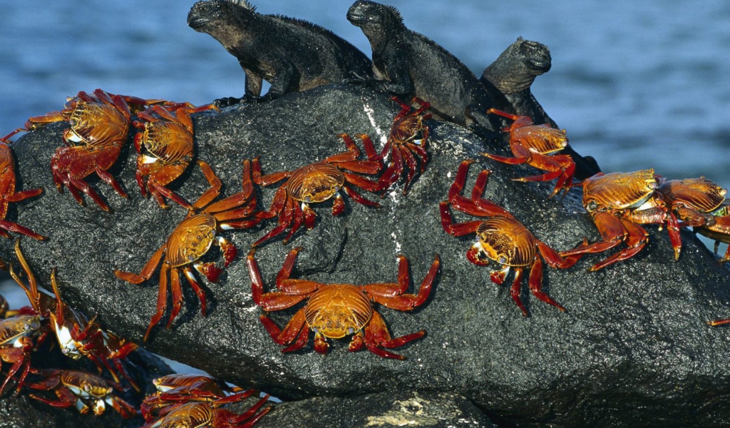 Fondo de pantalla Iguanas And Crabs 1024x600
