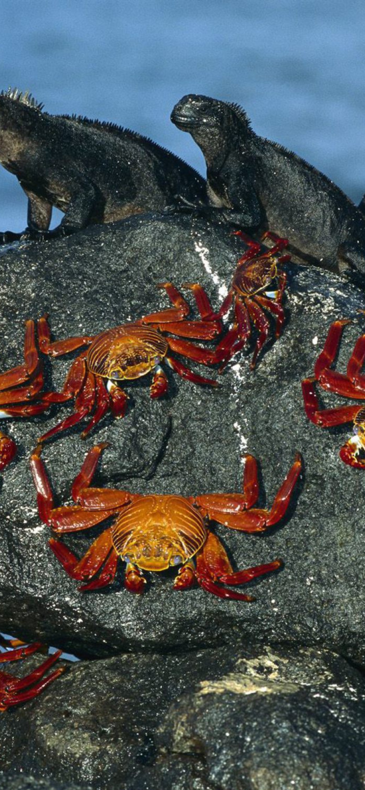 Iguanas And Crabs wallpaper 1170x2532