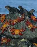 Sfondi Iguanas And Crabs 128x160