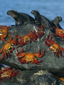 Screenshot №1 pro téma Iguanas And Crabs 132x176