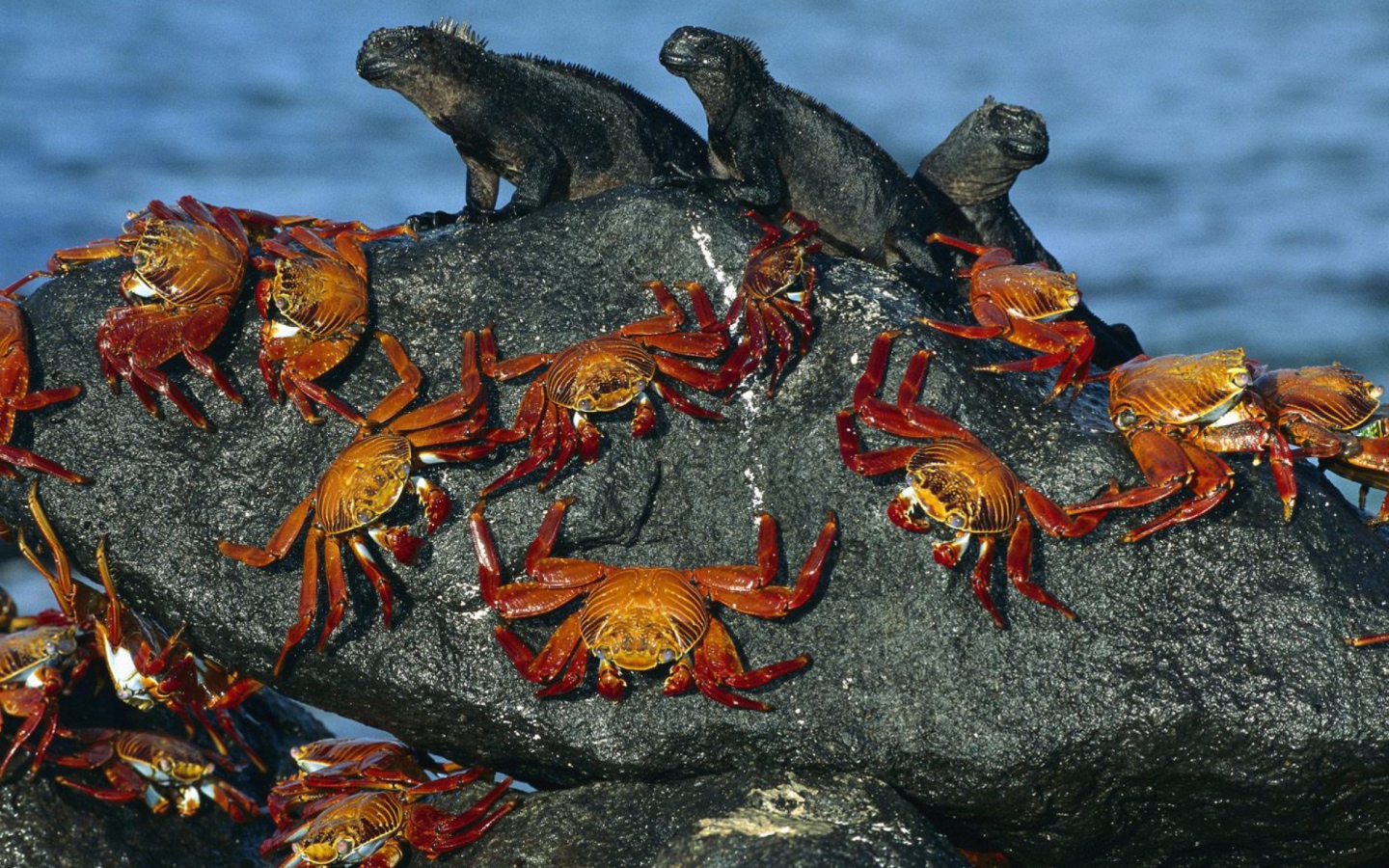 Fondo de pantalla Iguanas And Crabs 1440x900