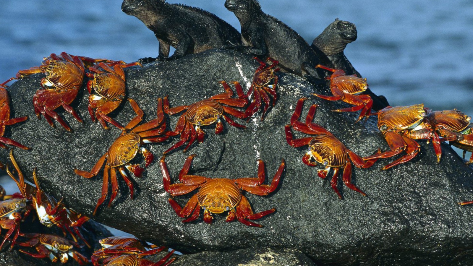 Sfondi Iguanas And Crabs 1600x900