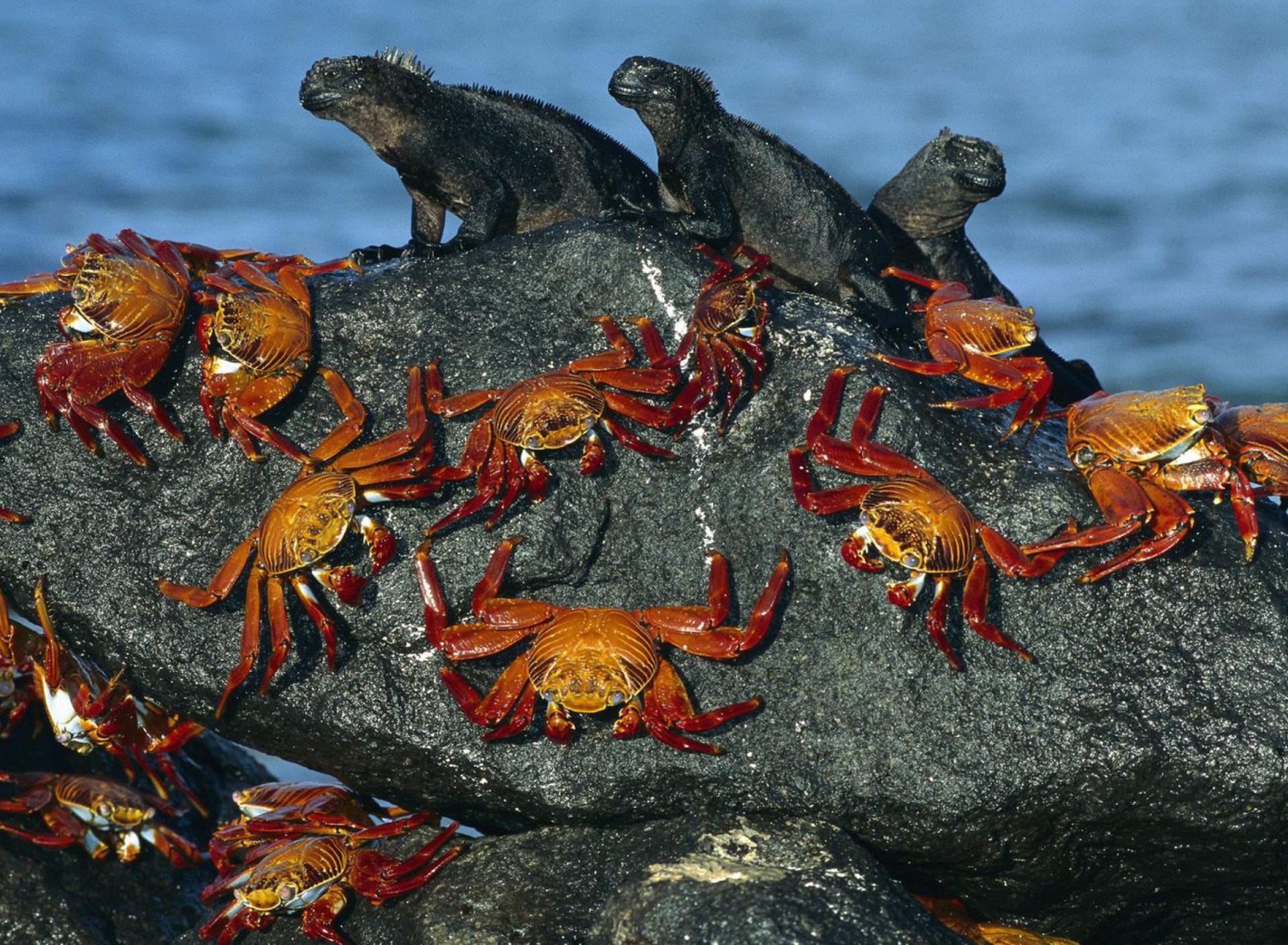 Sfondi Iguanas And Crabs 1920x1408
